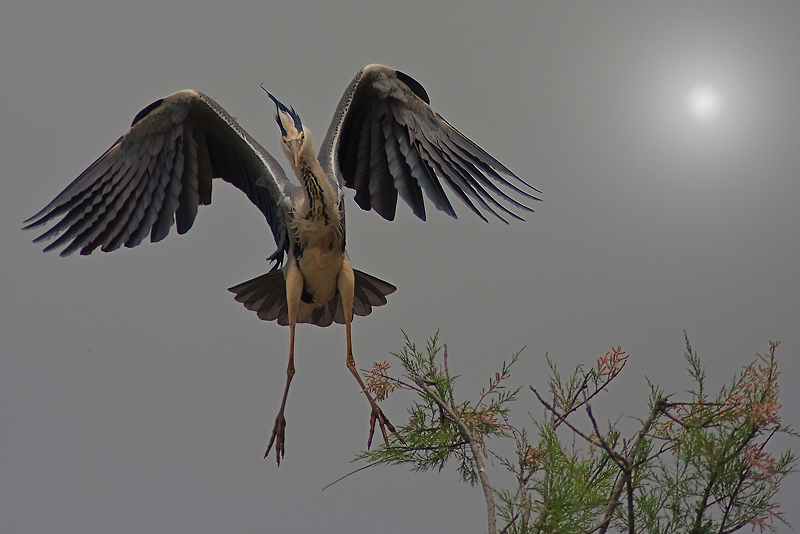 img-heron1.jpg