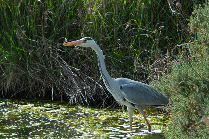 heron_cendre ien4083_800x533.jpg