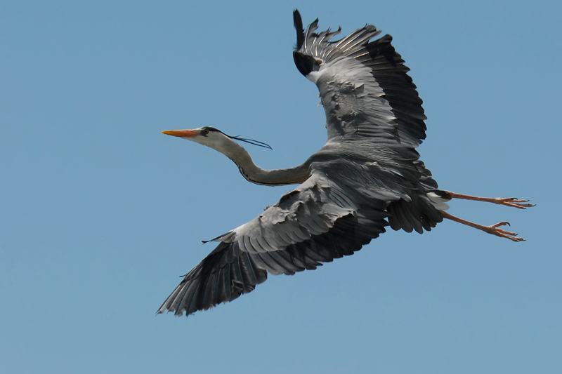 heron_cendre ien5498_800x533.jpg