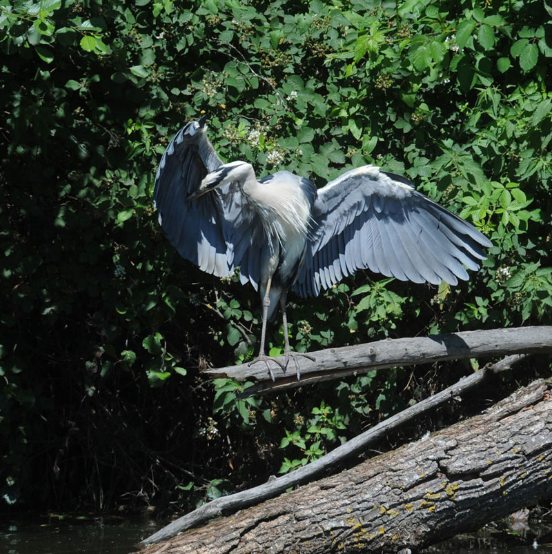 DSC_1573.c.jpg