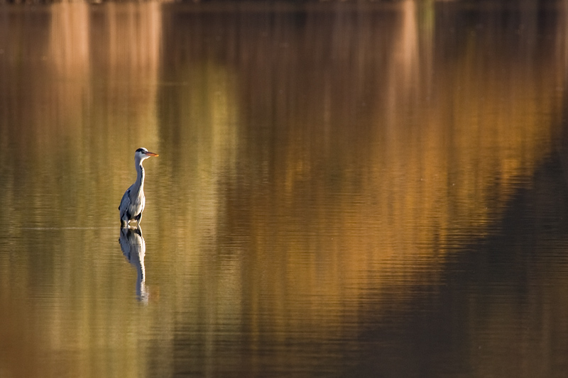 heron.jpg