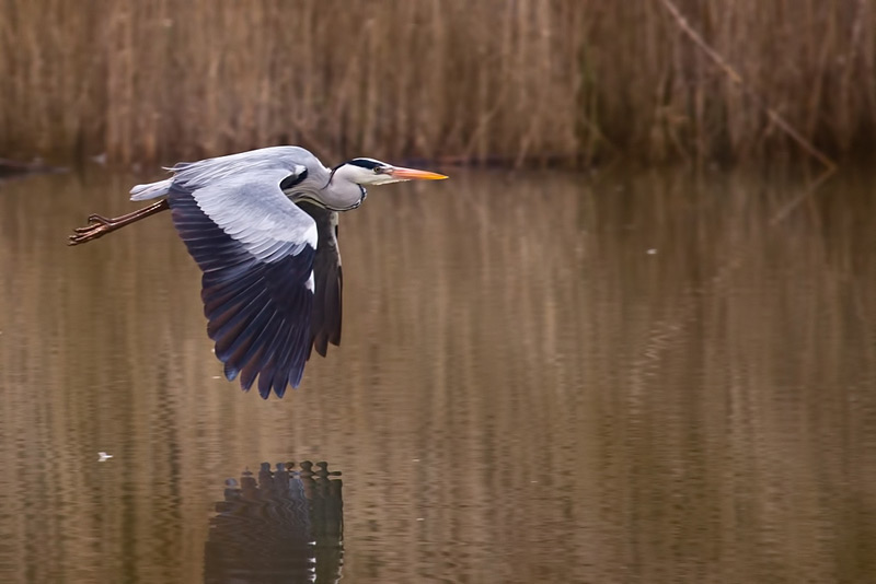 heron2.jpg