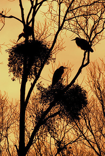 heron3.jpg