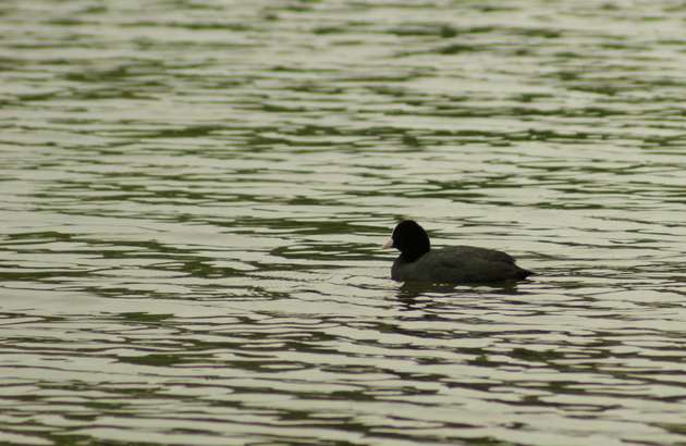 Copie de DSC00311bis.jpg