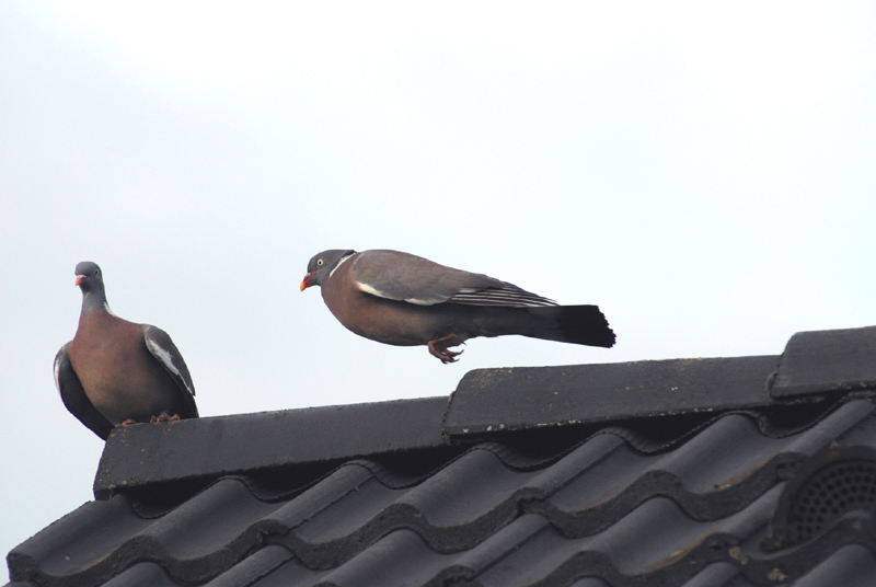 Il fait sa cour2..red+.jpg