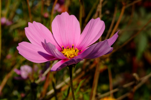 DSCF1882-1.JPG