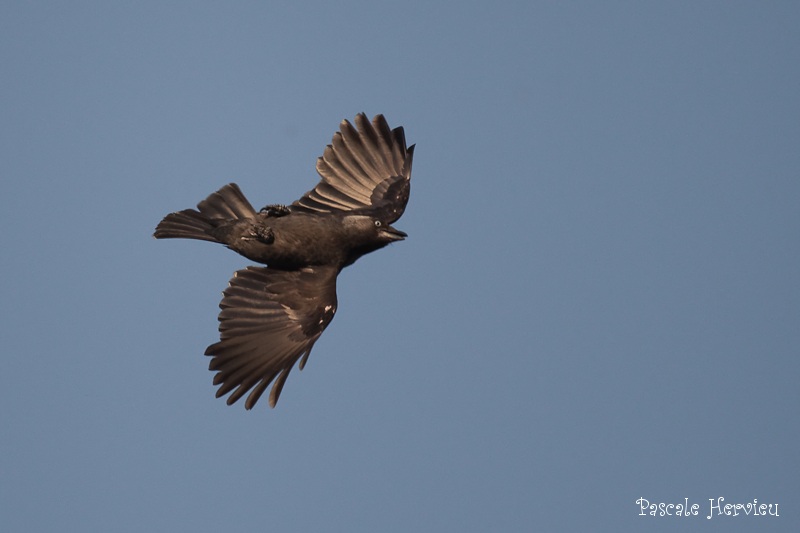 20100623-_MG_1620.jpg