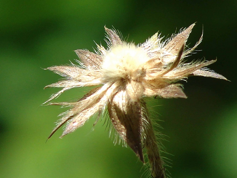 fleur.jpg