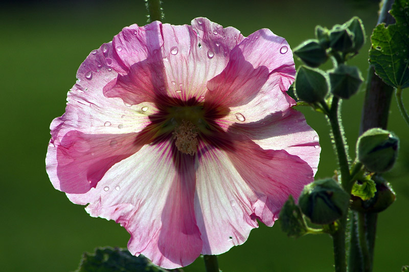 rose trÃ©miÃ¨re (2).jpg