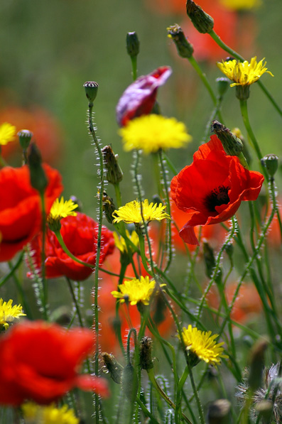 coquelicot 2.jpg
