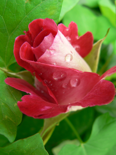 rose.jpg