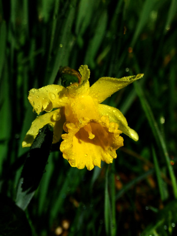 DSCF7649-1.JPG
