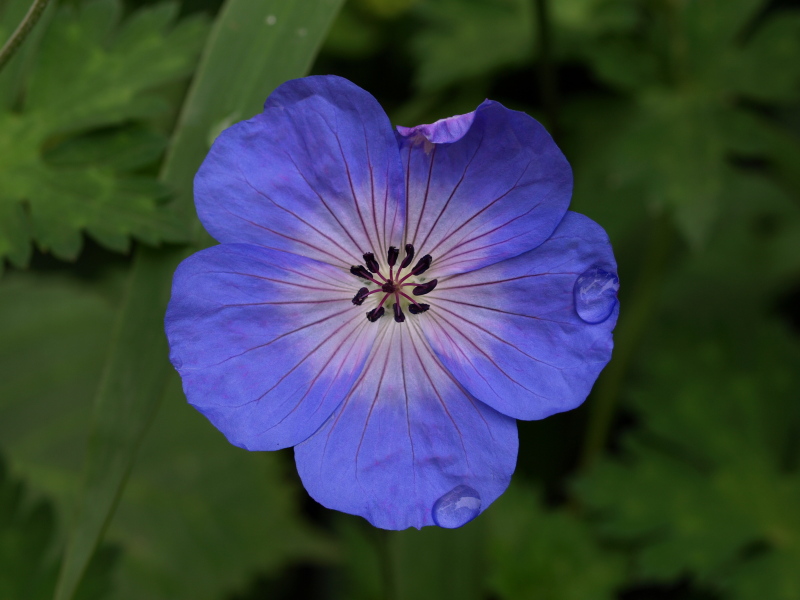 P5290851 800x600.jpg