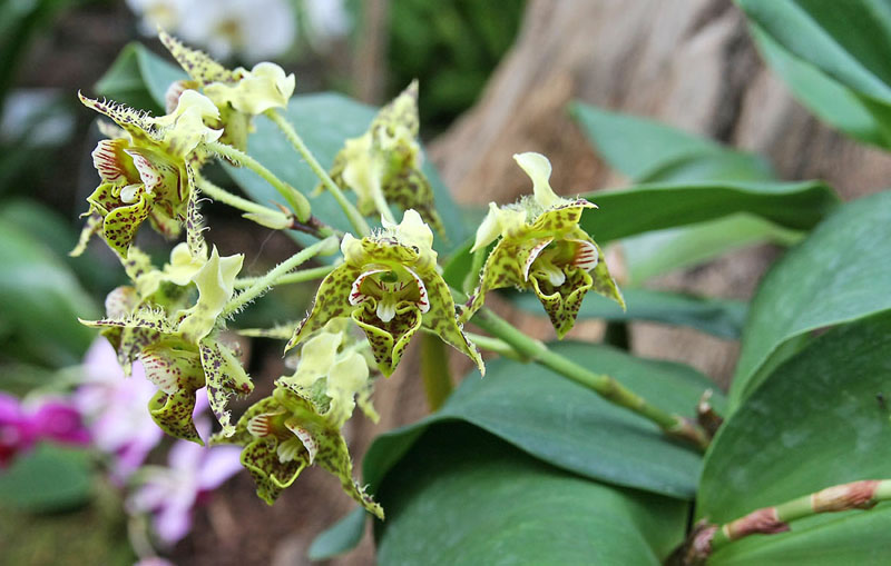 Orchid2.JPG