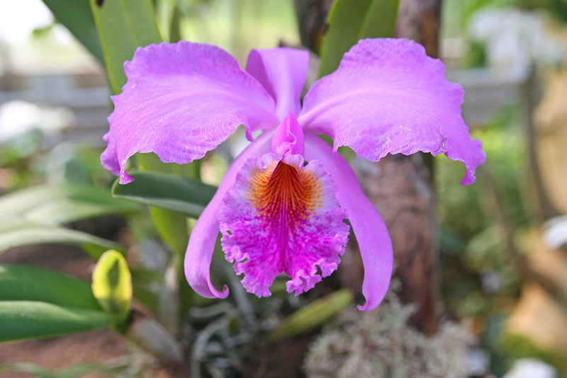 Orchid1.JPG
