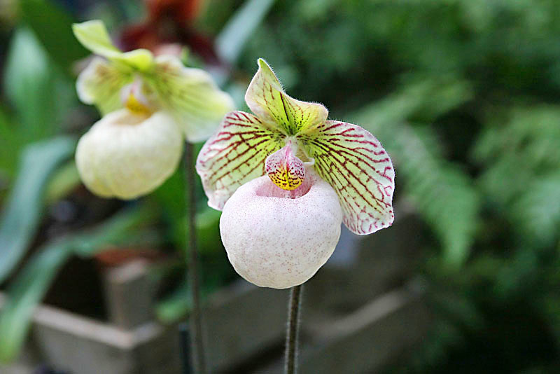 Orchid3.JPG