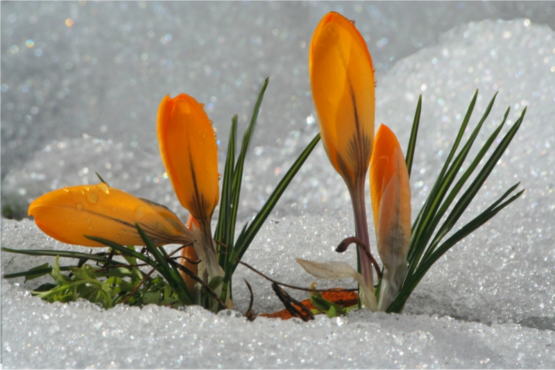 crocus concours avril.jpg