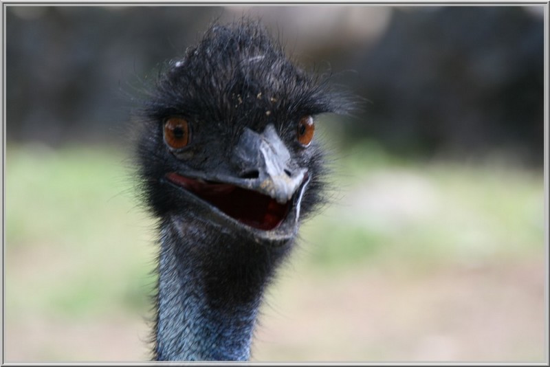bisca+zoo 029.jpg