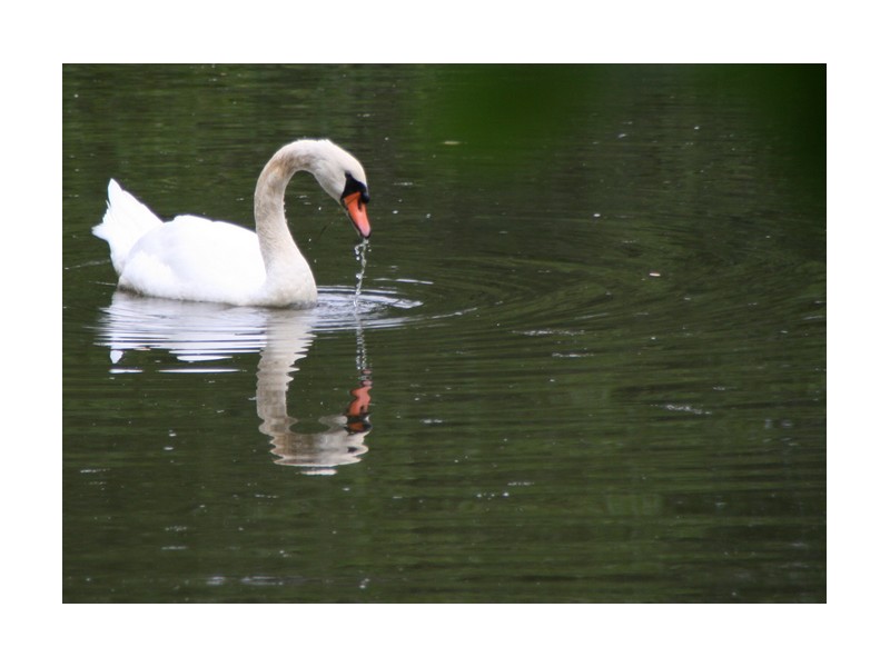 cygne.jpg