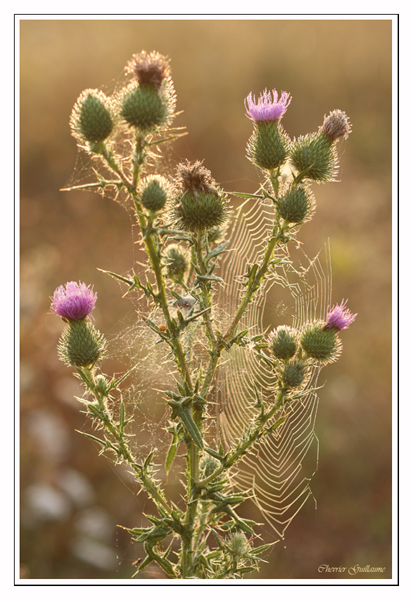 Chardon 01 (27 aoÃ»t 2008, Ligueil).jpg