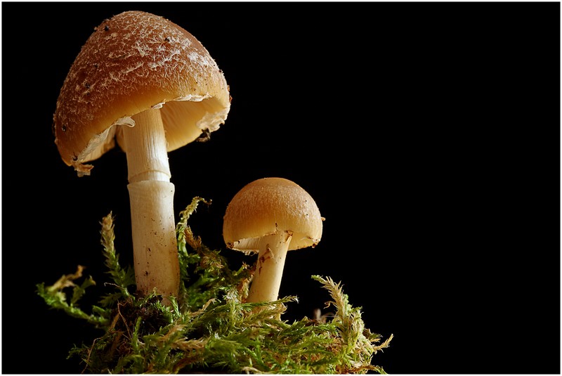 10.05.10champignonps-bio800x600.jpg