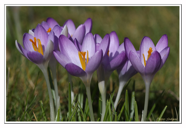 Crocus printanier 02 (25 fÃ©vrier 2009, ClÃ©ry-St-AndrÃ©).jpg