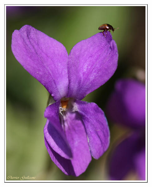 Violette odorante 01 (02 avril 2009, ClÃ©ry-St-AndrÃ©).jpg