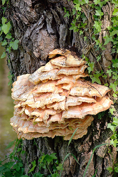 Champignons 001.JPG