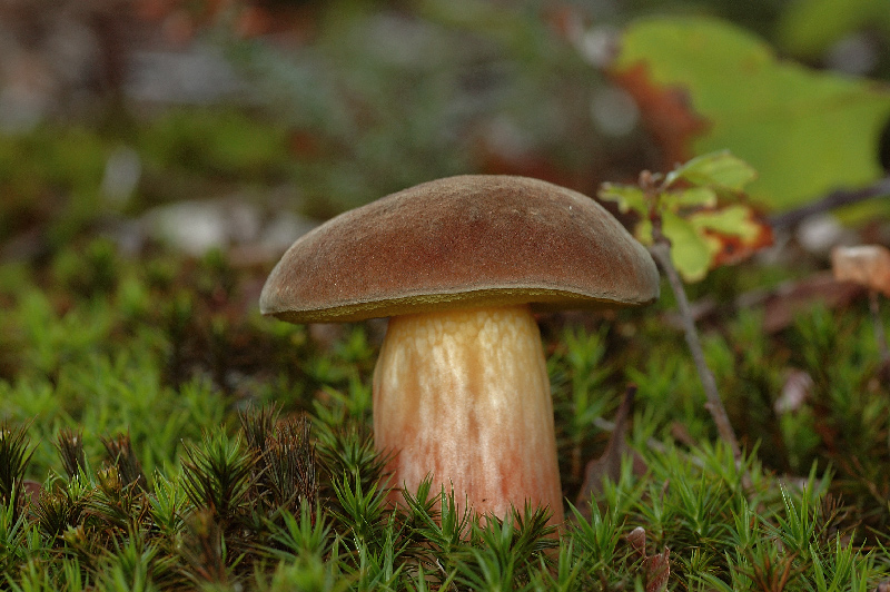 le-lutin-des-bois.jpg