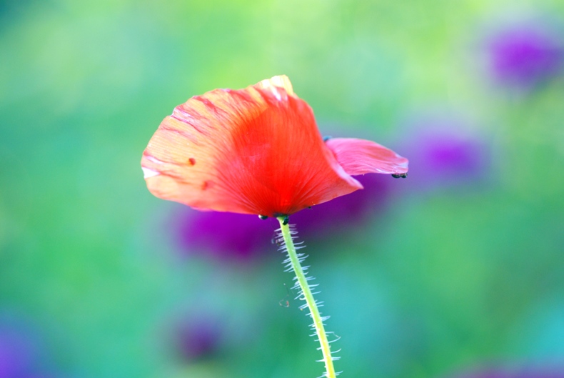 Coquelicot.JPG