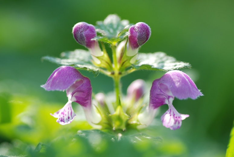 fleur animal.JPG