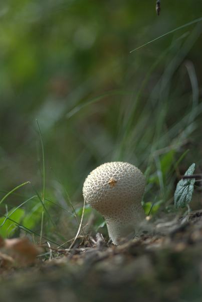 IMGP6736.jpg