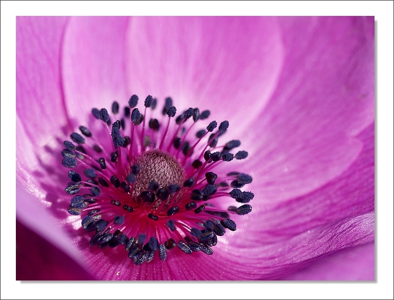 anemone2.jpg