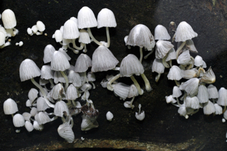 champignon-nicaragua.jpg