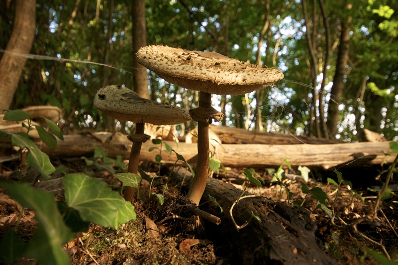 'Ornellas 4_l.jpg