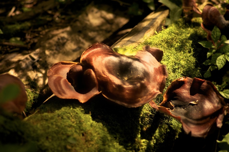 'Ornellas 3_l.jpg