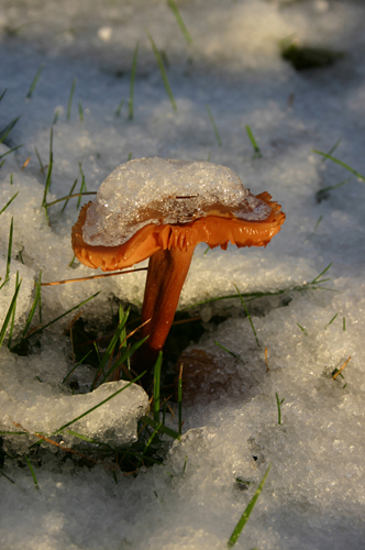 CRW_9907_JFR.JPG