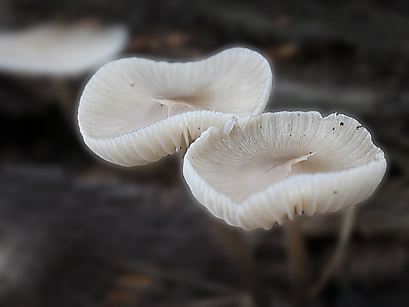 _MG_5041.jpg