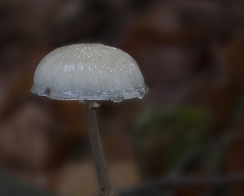_MG_5043 - le champignon.jpg