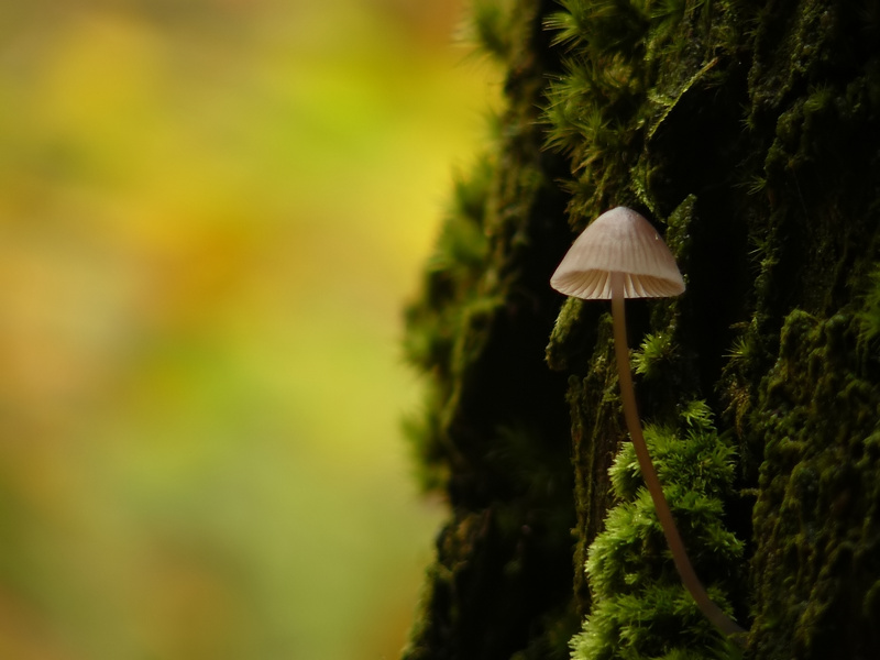 2009Automne-LaetitiaBeauverger_Forêt de Huelgoat.JPG