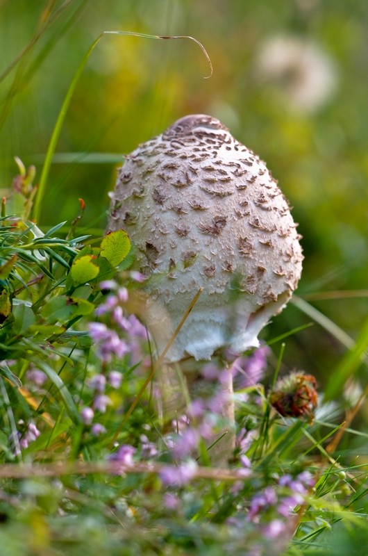 Concours champignon 01.jpg
