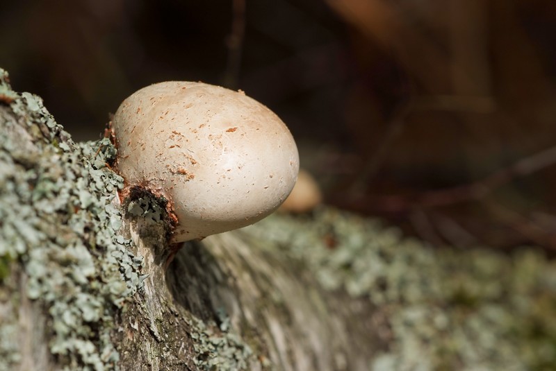 Concours champignon 02.jpg