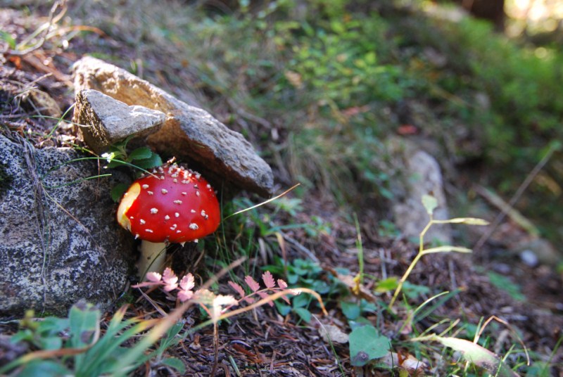 DSC_0054.JPG