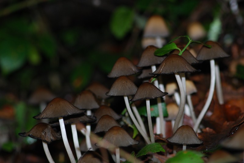 DSC_0053.JPG