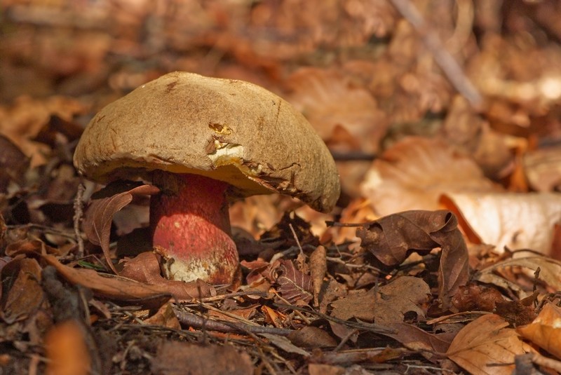 Concours champignon 03.jpg