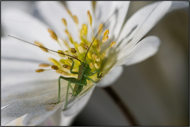image-flor-dj2.jpg