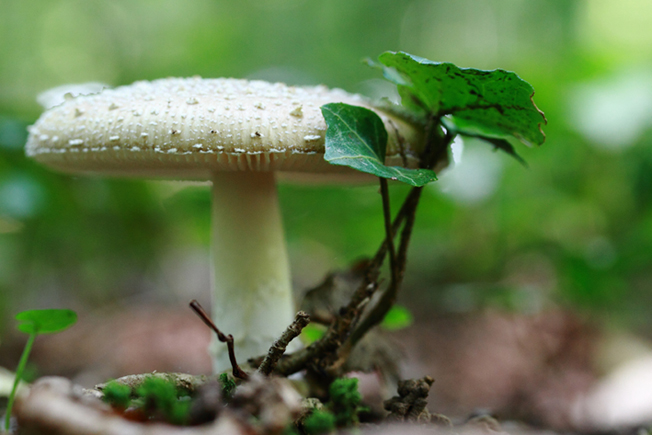 Champignon- 1.jpg