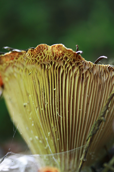 Champignon- 4.jpg