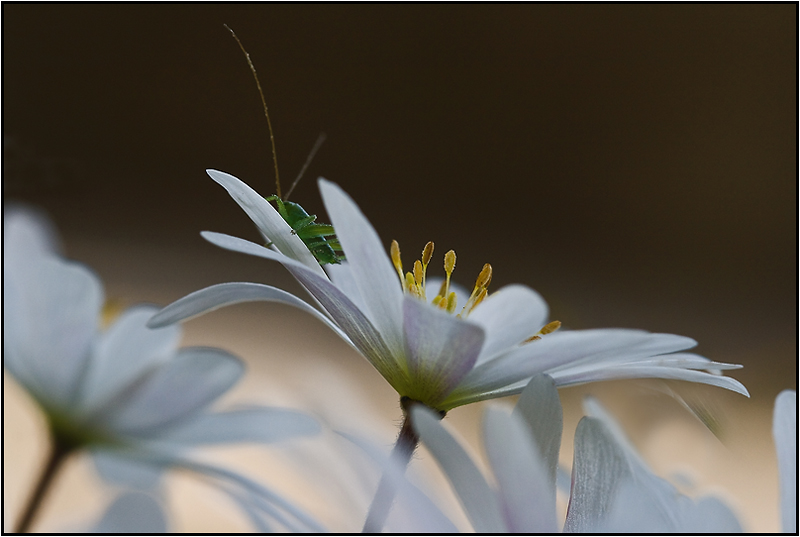 image-flor-dj1.jpg