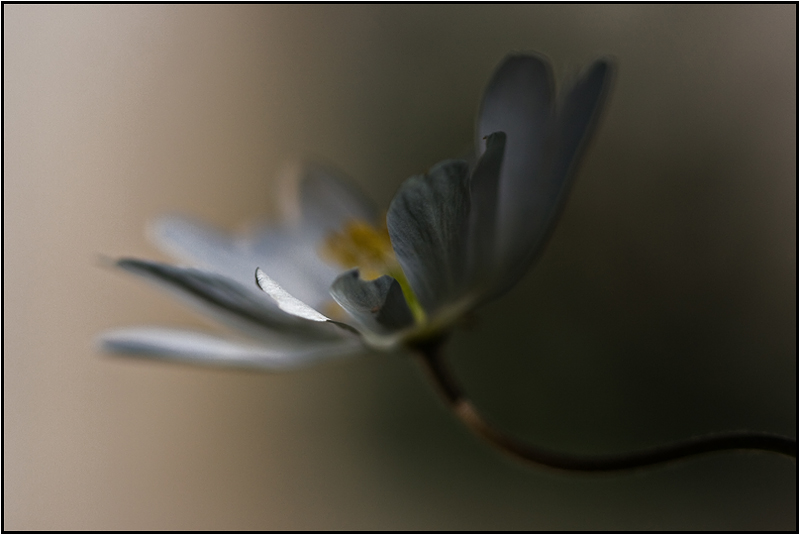 image-flor-dj3.jpg